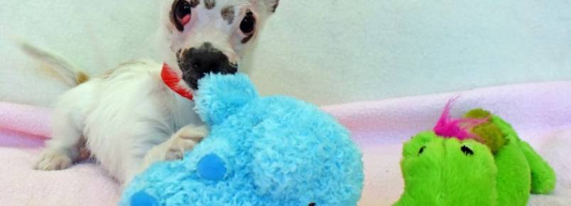 Cachorrinha com aparência diferente finalmente é adotada e recebe todo o amor do mundo
