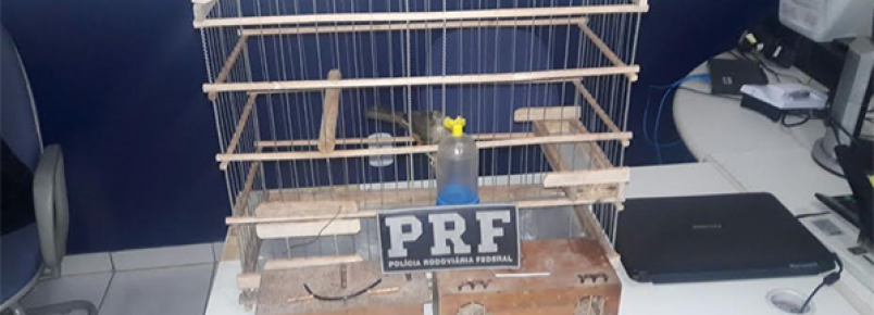 PRF  apreende animais silvestres no sul do PI