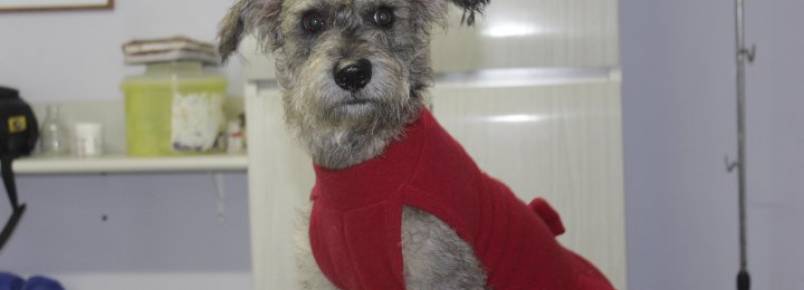 Abrigo de cães e gatos idosos faz vaquinha online para arrecadar recursos