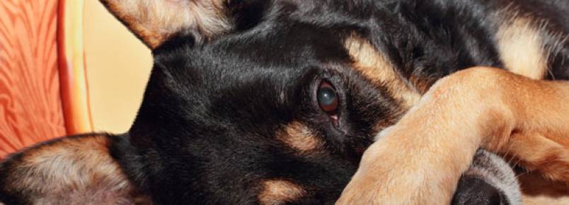 Cachorro com cheiro muito forte