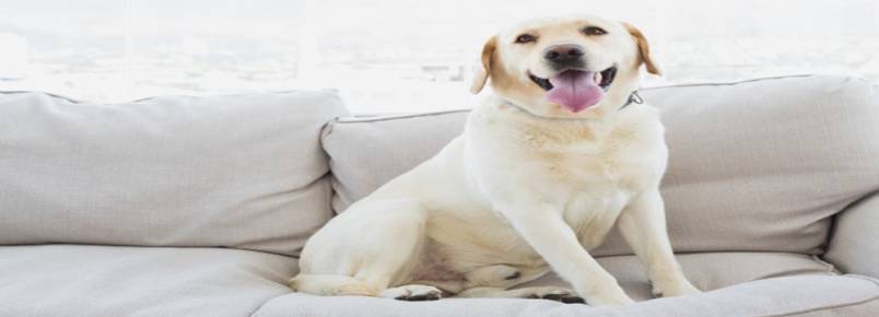 Como tirar cheiro de cachorro do sofá?