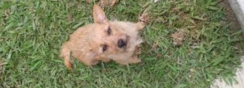 Cãozinho encontrado no bairro São Domingos