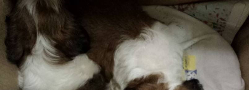 Agressão a cães em ônibus revolta passageiros e termina em confusão