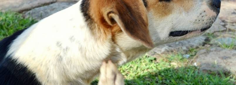 Um de cada 10 cães tem Doença do Carrapato