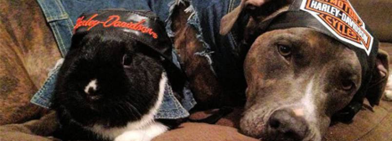 Usuários do Facebook postam imagens de cães para ajudar menino com câncer 