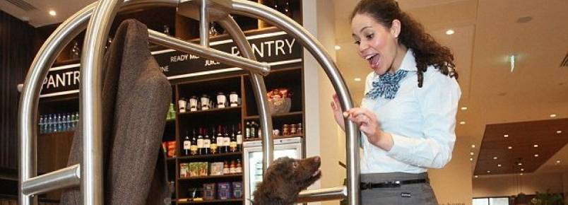 Hotel britânico contrata cachorro como recepcionista