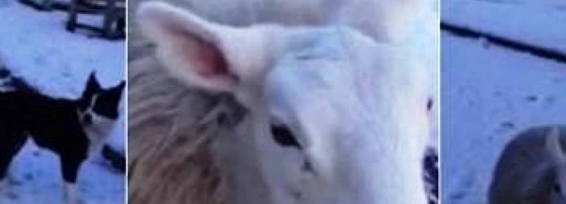 Conheça Pet, a ovelha que vive entre os cachorros 