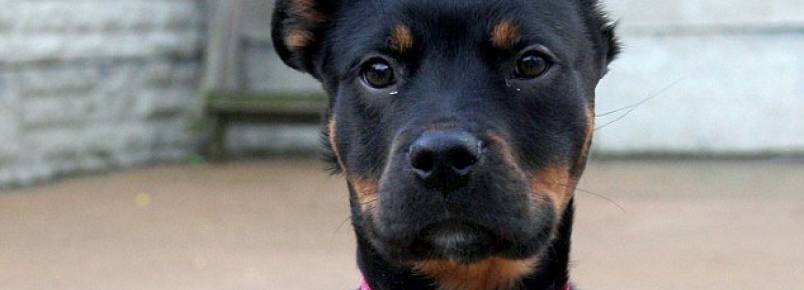 Cachorra de três patas não consegue um novo lar