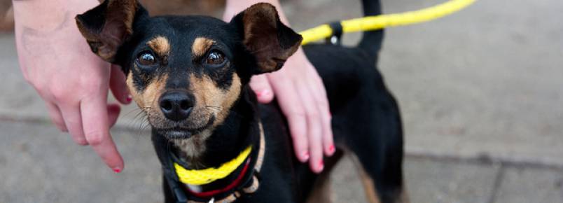 Animais podem revelar caractersticas sobre a personalidade de donos 