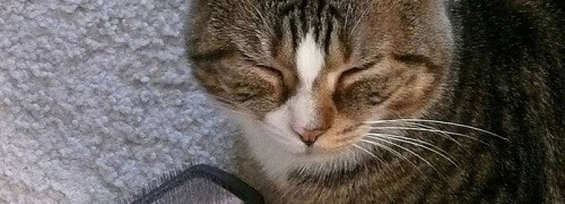 Como escovar um gato?