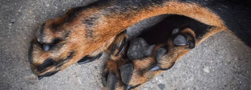 Aprenda a cuidar corretamente das patas do cachorro