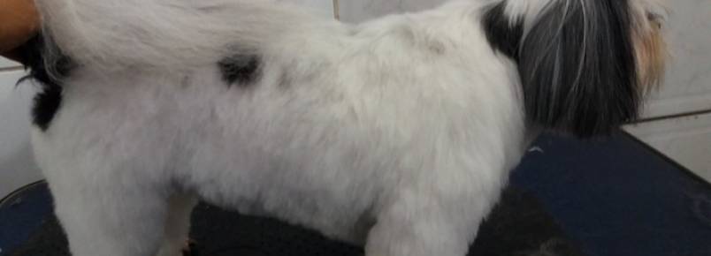 2018 já registra centenas de cãezinhos que passaram pela Clinvet