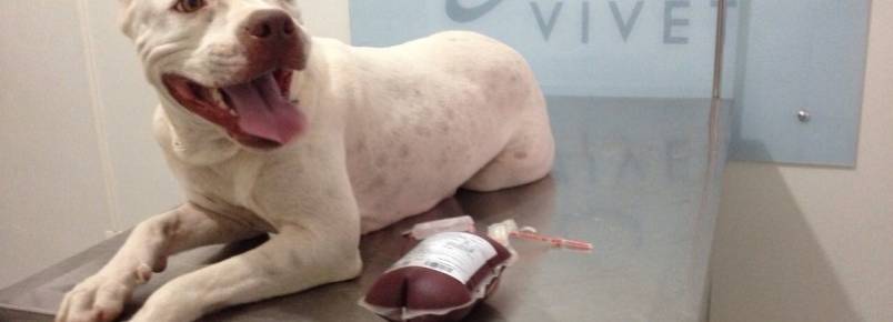 A doação de sangue entre animais ainda é pequena em Cuiabá