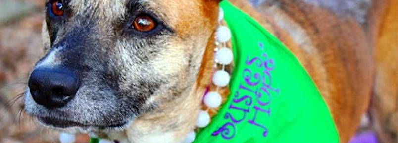 Animais vencem sofrimento e viram exemplo de superação