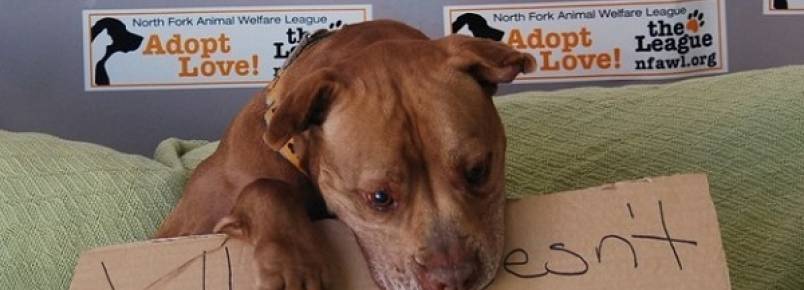 Cão vive em abrigo por cinco anos e é adotado após ficar famoso na internet