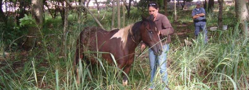 Ação conjunta resgata cavalo que sofria maus tratos