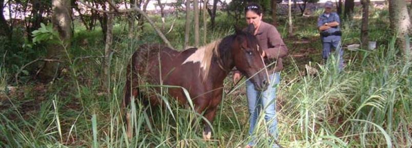 Ao conjunta resgata cavalo que sofria maus tratos