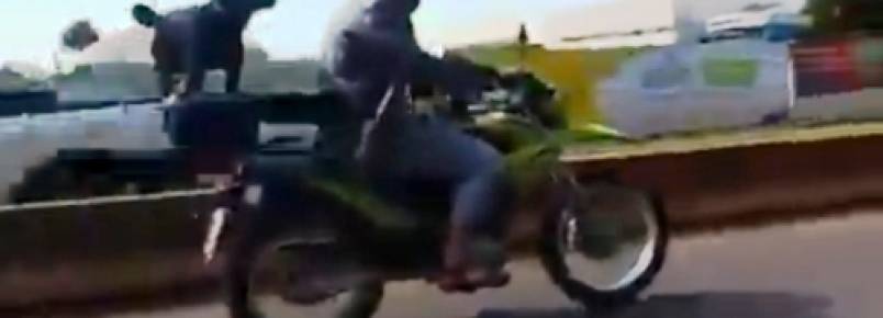 Cachorros em motocicleta chamam a ateno em Chapec (SC)