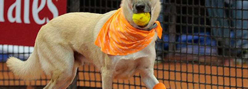Cachorros abandonados viram “cãodulas” no Brasil Open de Tênis