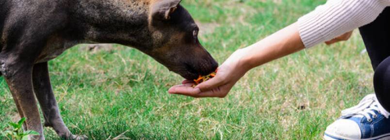 Menino que resgata cães de rua sonha em ter seu próprio abrigo
