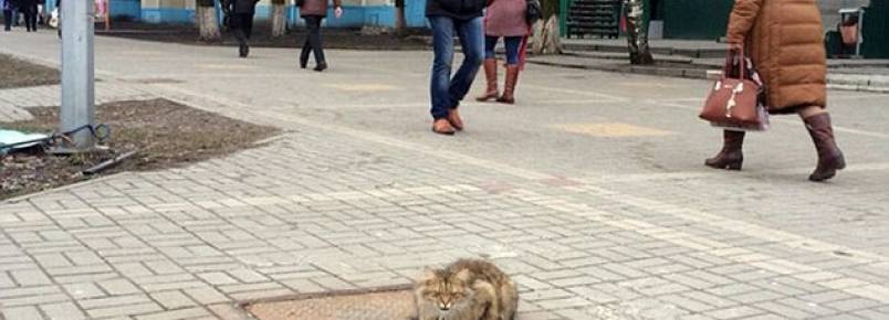 Deixado para trás, gato espera pelos donos no mesmo local por um ano