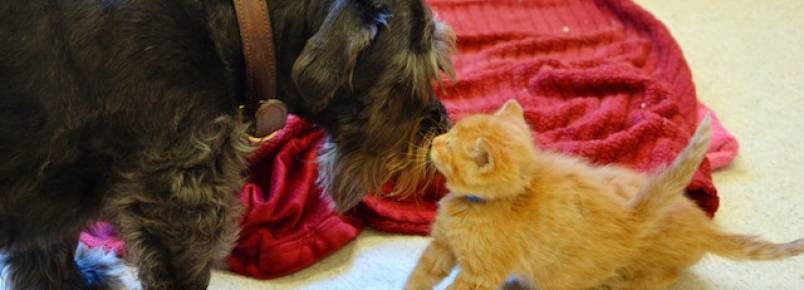 Cachorra resgatada cuida de gatinhos órfãos e doa sangue para salvar vidas