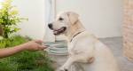 Primeiros socorros para cães: o que você precisa saber?