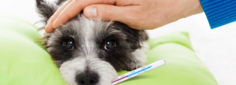 Cães e gatos também sofrem com alergias