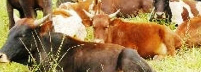 Aprovada lei inédita contra caça em Mogambique