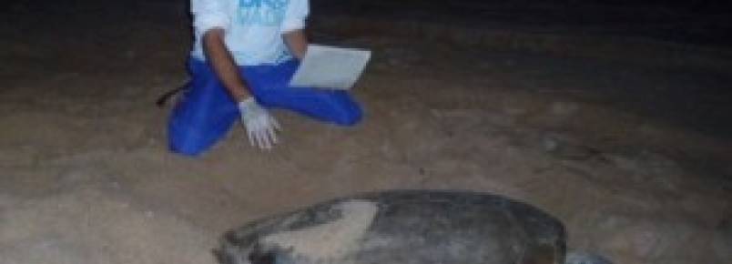 Litoral piauiense é berçário natural de tartarugas-marinhas