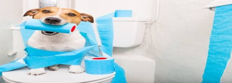 Como ensinar hábitos de higiene aos cães