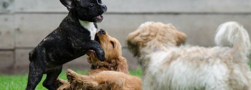 Pet Sitter: conheça os benefícios de contratar uma babá para o seu pet