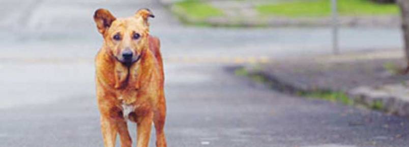 Campanha incetiva a adoção e combate ao abandono de animais