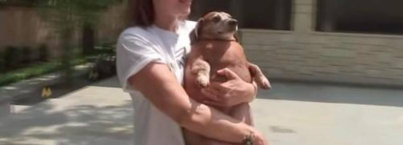 Cachorro obeso é deixado em abrigo e precisa de ajuda para emagrecer 