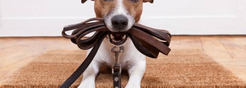 Cresce a procura de imóveis que aceitam animais de estimação