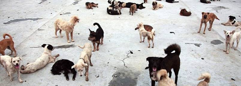 Abrigo chinês que salvou mais de mil cães no festival de carne de Yulin passa por dificuldades