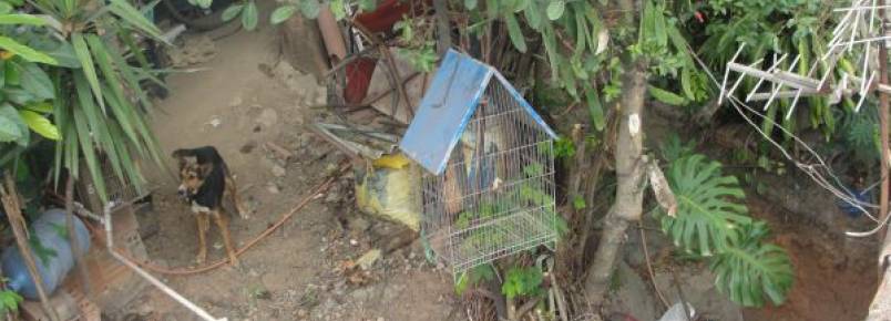 Moradores denunciam maus tratos a animais