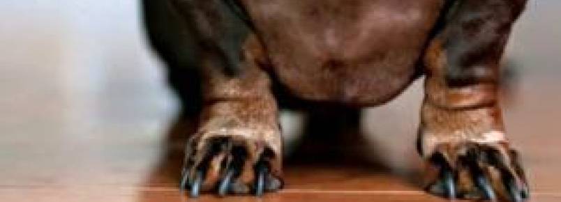 Como cortar a unha do seu cachorro