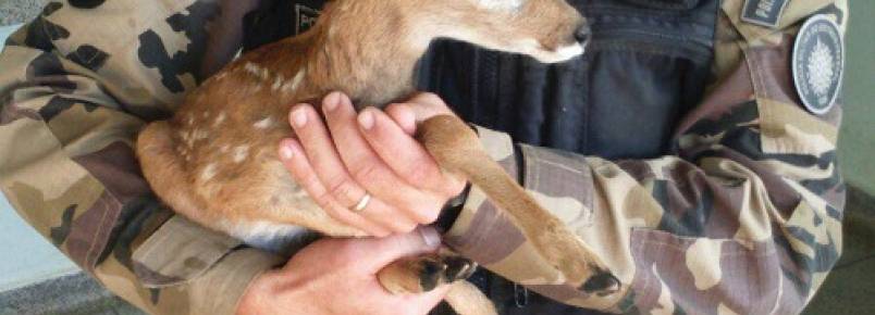 Animais que fugiram do incêndio na área da Marinha são resgatados pela PM