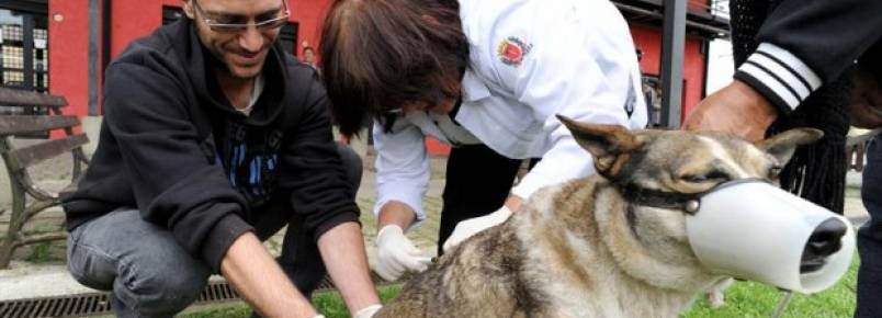 Cães de rua recebem vacina e roupa para o frio em Curitiba