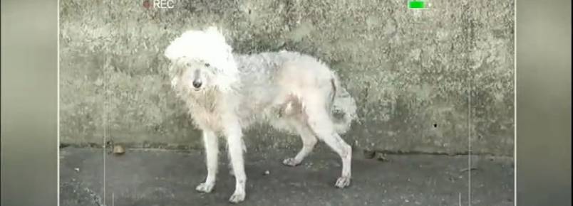 Cachorro abandonado ganha nova família e visual novo