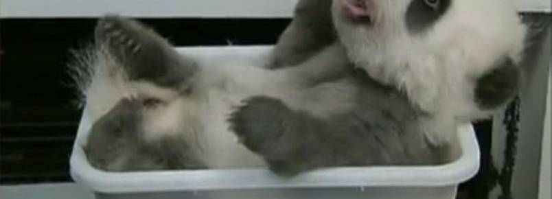 Pandas gigantes saem da lista de animais ameaçados