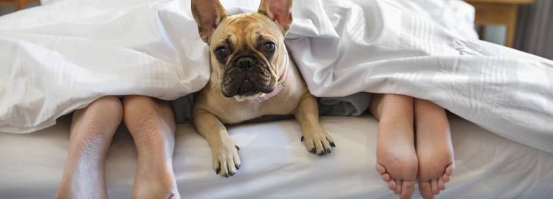 O cão deve dormir dentro ou fora de casa? 