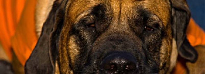 Mastiff Inglês