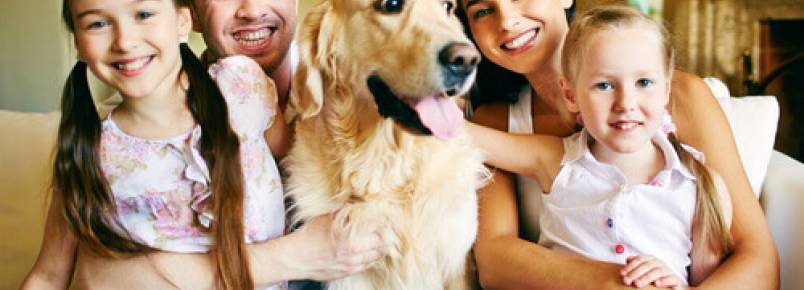 Como ajudar um animal maltratado a recuperar a confiança