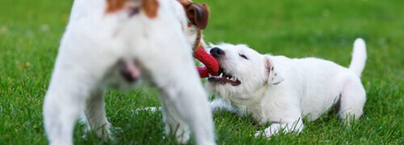 5 ações que fazem seu cão feliz