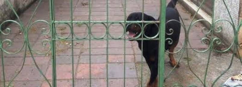 Rottweiler está sozinho em prédio abandonado em São Paulo (SP)