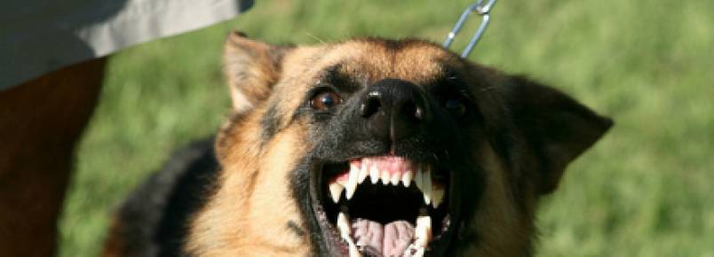 Mordidas de cães e gatos devem ser tratadas com atenção