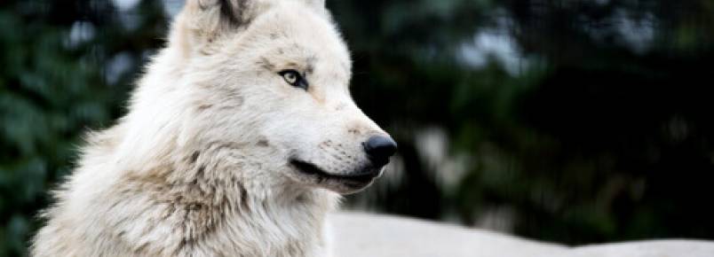 Existe o cão-lobo?