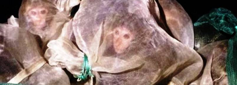 Polcia apreende 47 macacos selvagens que seriam usados para consumo de carne e medicina alternativa